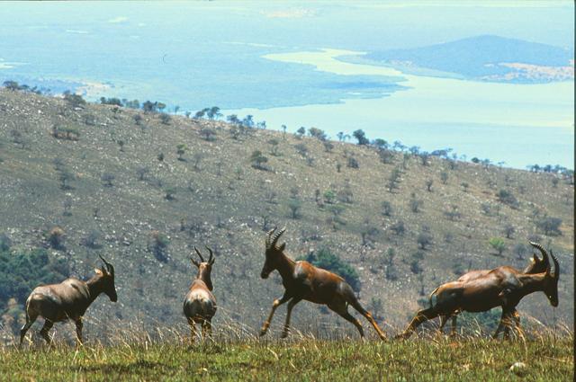 Akagera National Park